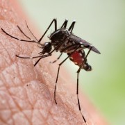 Лечение укусов комаров эфирными маслами