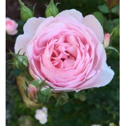Цветочный воск Роза сентифолия Oiless, 10г