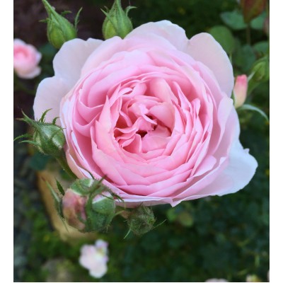 Цветочный воск Роза сентифолия Oiless, 10г